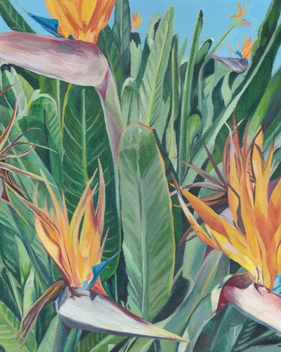 Fiori di uccello del paradiso da Viccy Wanliss