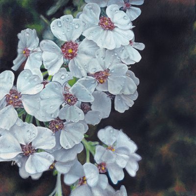 Fiori bianchi bagnati di rugiada da Viccy Wanliss