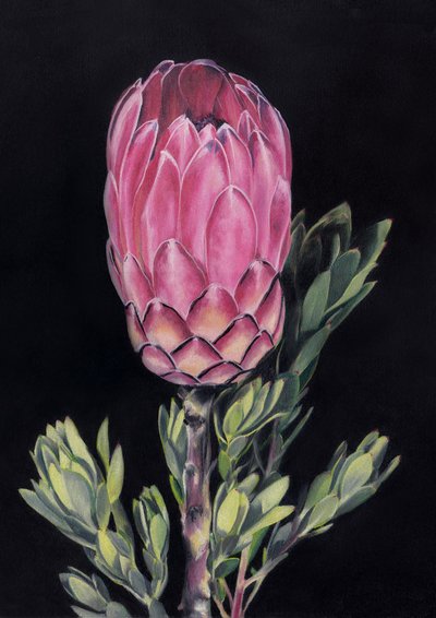 Protea rosa esotica da Viccy Wanliss