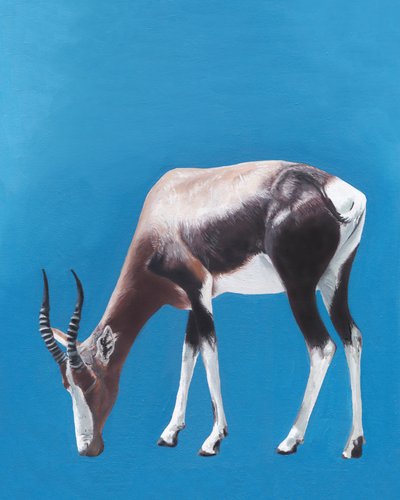 Antilope bontebok al pascolo da Viccy Wanliss