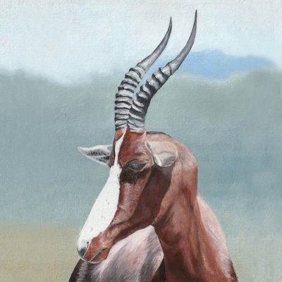 Ritratto di un maestoso blesbok da Viccy Wanliss
