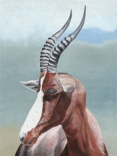 Ritratto di un blesbok sereno da Viccy Wanliss