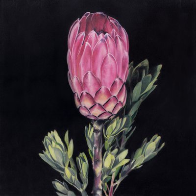 Una protea rosa che cattura lo sguardo da Viccy Wanliss