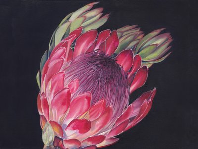 Protea reale dai colori vivaci da Viccy Wanliss