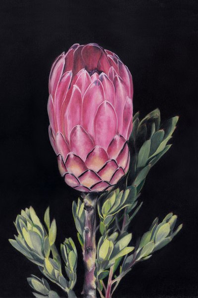 Protea rosa vivace da Viccy Wanliss