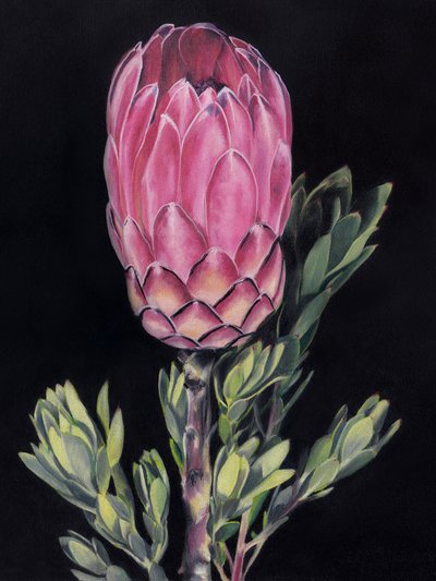 Protea rosa vivace da Viccy Wanliss