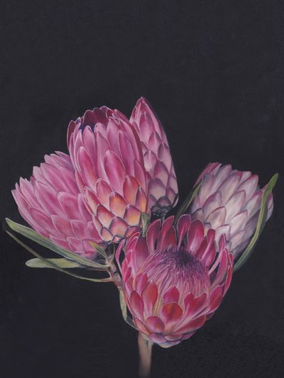Protee rosa vivaci da Viccy Wanliss