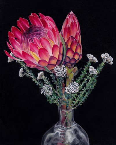 Fioriture vivaci di protea da Viccy Wanliss