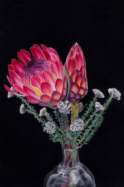 Fioriture vivaci di protea da Viccy Wanliss