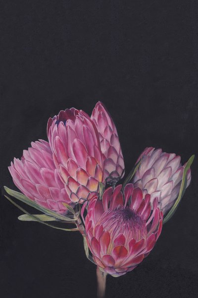 Fiori di protea dai colori vivaci da Viccy Wanliss