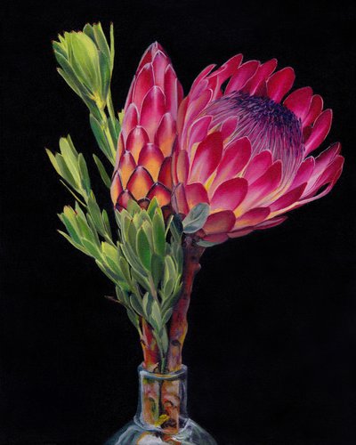 Fiori di protea dai colori vivaci da Viccy Wanliss