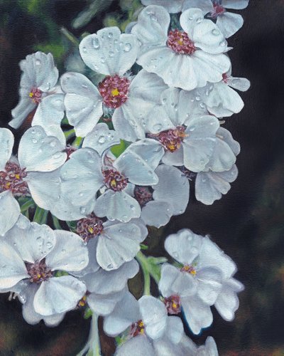 Gocce di rugiada sui fiori bianchi da Viccy Wanliss