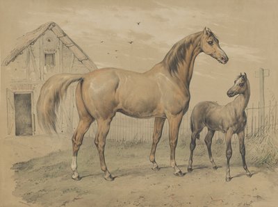 Cavalla e Puledro, XIX secolo da Victor Adam
