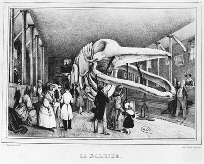 La Balena al Museo di Storia Naturale di Parigi, c.1840 da Victor Adam