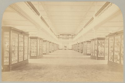 Pl. III. Storia principale: Uccelli da Victor Prevost, Gaston L. Feuardent and Co., New York