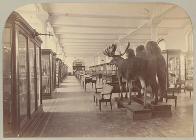 Pl. II. Piano inferiore: Mammiferi da Victor Prevost, Gaston L. Feuardent and Co., New York