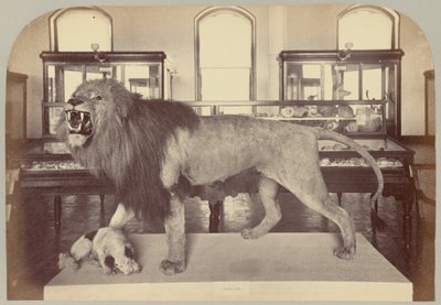 Pl. IX. Leone africano da Victor Prevost, Gaston L. Feuardent and Co., New York