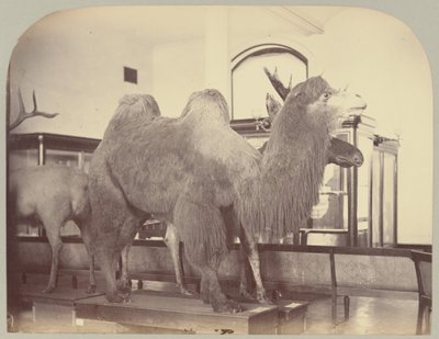 Tav. VIII. Cammello e Alce da Victor Prevost, Gaston L. Feuardent and Co., New York