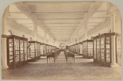 Pl. V. Piano superiore: Fossili da Victor Prevost, Gaston L. Feuardent and Co., New York