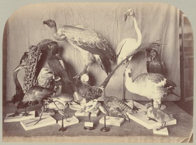 Pl. XIII. Uccelli da Victor Prevost, Gaston L. Feuardent and Co., New York