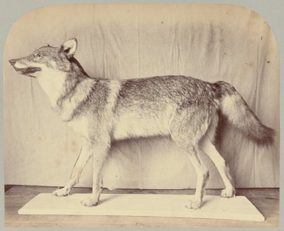 Pl. XII. Lupo europeo da Victor Prevost, Gaston L. Feuardent and Co., New York