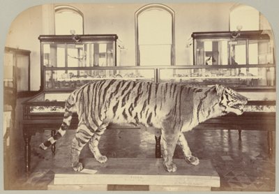Pl. XI. Tigre del Bengala da Victor Prevost, Gaston L. Feuardent and Co., New York