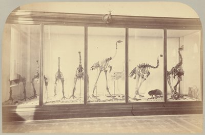 Uccelli fossili: Nuova Zelanda da Victor Prevost, Gaston L. Feuardent and Co., New York
