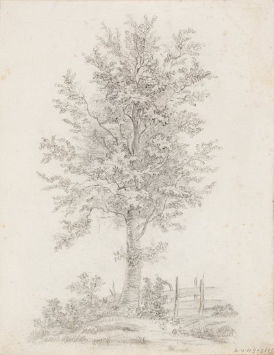 Albero a foglia larga da Victoria Åberg