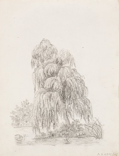 Albero a foglia larga da Victoria Åberg
