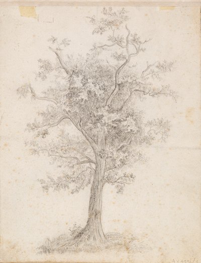 Albero a foglia larga da Victoria Åberg