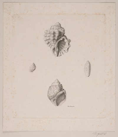 Quattro conchiglie da Vilhelm Kyhn