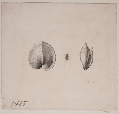Due conchiglie e una mosca da Vilhelm Kyhn