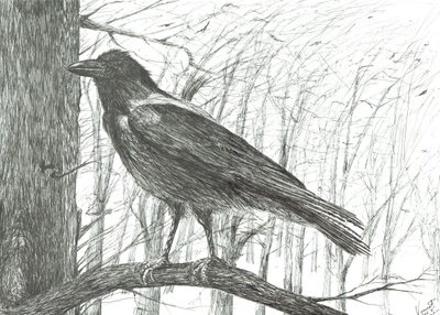 Uccello da Vincent Alexander Booth