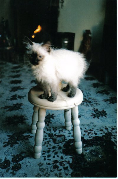 La sorella del gattino di ghiaccio, 2006 da Vincent Alexander Booth