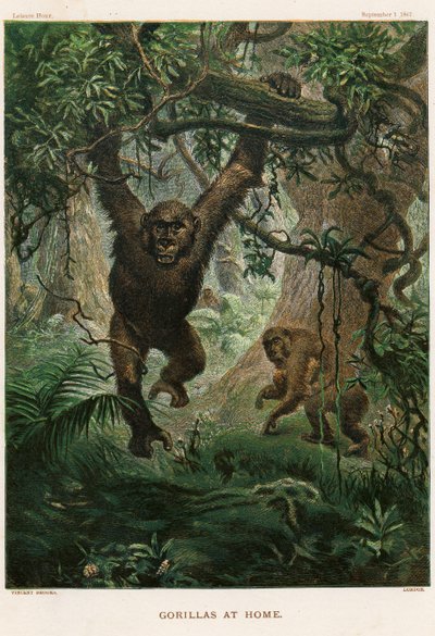 Gorilla a casa da Vincent Brooks