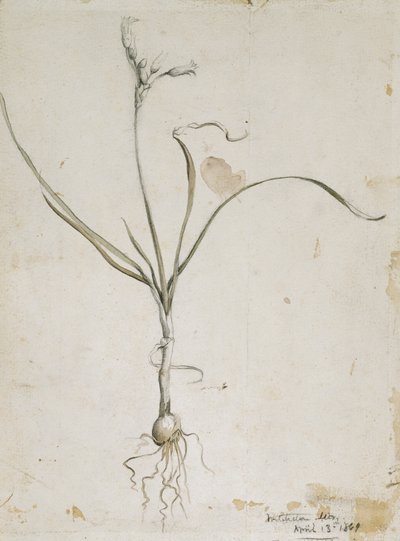 Fiore e bulbo, Monti Wichita, 13 aprile 1869 da Vincent Colyer