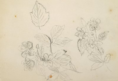 Recto: Studio di fiori, 1869-1871 da Vincent Colyer