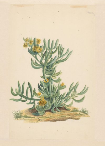 Erba ghiacciata da Vincent Jansz. van der Vinne (attributed to)