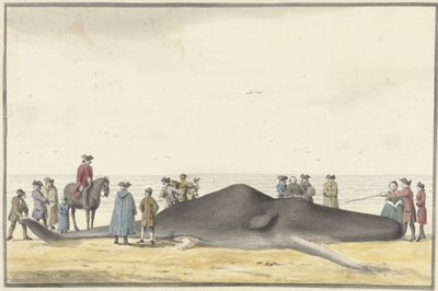 Capodoglio arenato sulla spiaggia tra Zandvoort e Wijk aan Zee, 20 febbraio 1762, visto di fronte da Vincent Jansz. van der Vinne