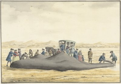 Capodoglio arenato sulla spiaggia tra Zandvoort e Wijk aan Zee, 20 febbraio 1762, visto di schiena da Vincent Jansz. van der Vinne