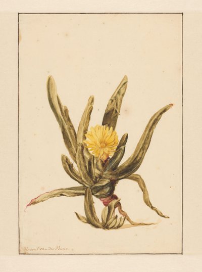 Erba ghiacciata con fiori gialli da Vincent Jansz. van der Vinne