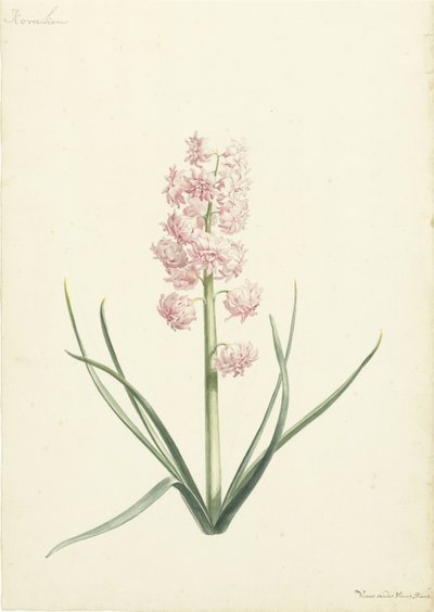 Giacinto Corallino da Vincent Laurensz. van der Vinne (II)