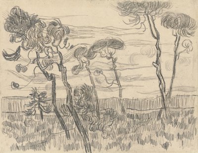 Sei Pini Vicino al Muro di Recinzione, 1899 da Vincent van Gogh