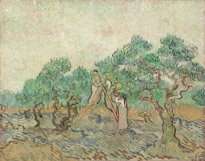 Il frutteto di ulivi, 1889 da Vincent van Gogh