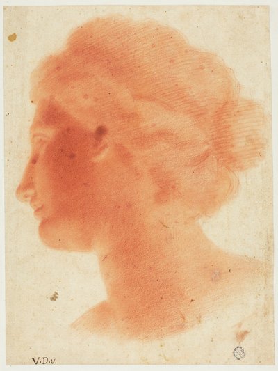 Testa di Venere de
