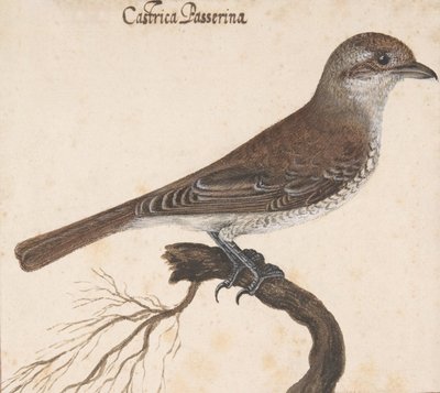Castrica Passerina da Vincenzo Leonardi