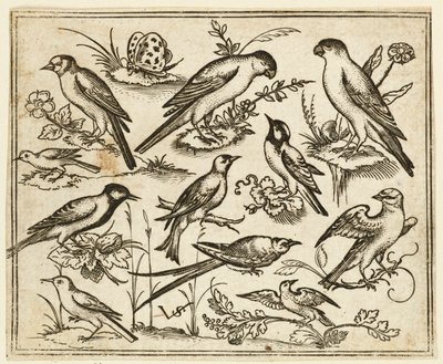 Undici uccelli seduti su macchie di fogliame fiorito e piccoli rami..., 1557 da Virgil Solis