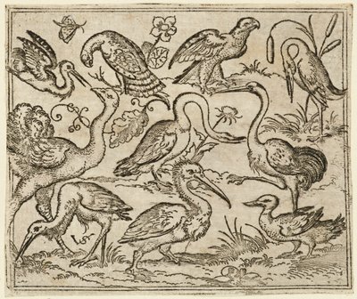 Struzzo sul lato sinistro con altri nove uccelli, tra cui un airone e un pellicano, 1557 da Virgil Solis