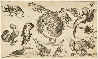 Pavone al centro circondato da altri nove uccelli, tra cui un tacchino, e una farfalla, 1572 da Virgil Solis