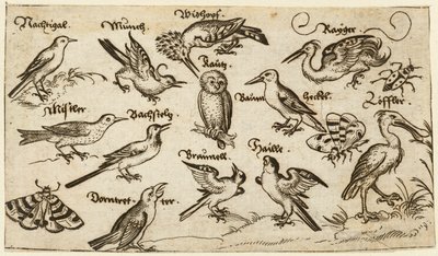 Dodici tipi di uccelli, tra cui un gufo e un pellicano, etichettati individualmente da Virgil Solis
